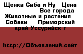 Щенки Сиба и Ну › Цена ­ 35000-85000 - Все города Животные и растения » Собаки   . Приморский край,Уссурийск г.